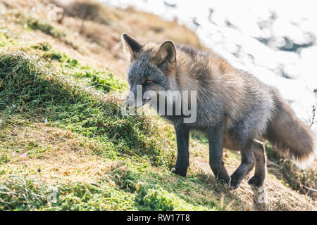 Young red fox, melanistic colour, hunting for food at Cape St. Mary's, Newfoundland, Canada Stock Photo