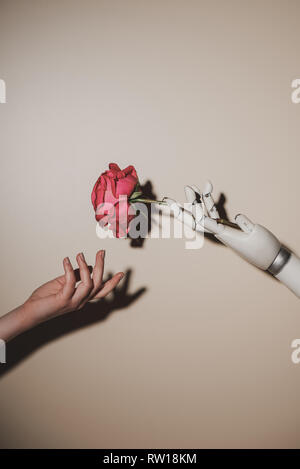 partial view of woman and robotic hand holding red rose flower on beige background Stock Photo