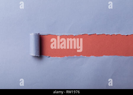 torn blue paper with rolled edge on pink background Stock Photo