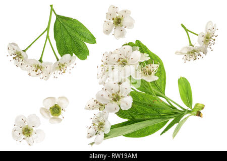 Hawthorn or Crataegus monogyna flowers isolated on a white background Stock Photo