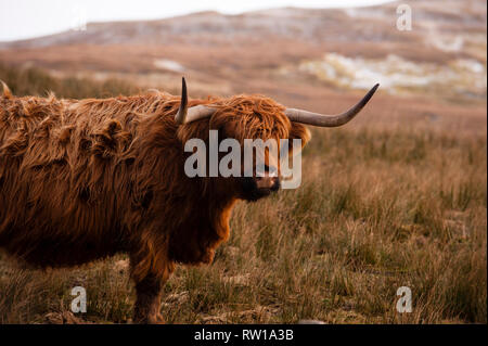 Highland cattle, Bò Ghàidhealach, Heilan coo. Scottish cattle breed. Isle of Skye. Scotland. Stock Photo