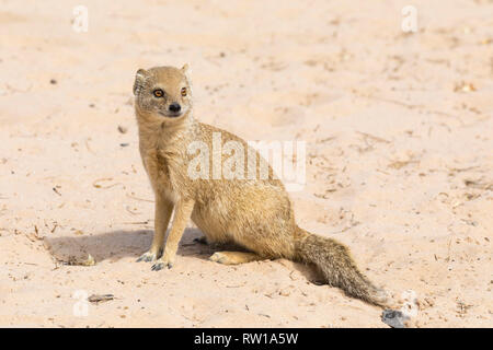 Yellow mongoose, Cynictis penicillata,  (also known as Red Meerkat) sitting on sand ,  Northern Cape, Kalahari, South Africa Stock Photo