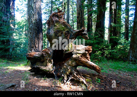 Funny shaped tree trunk in Muir Woods, California Stock Photo