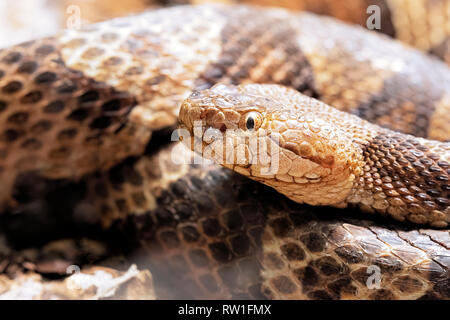 Northern Copperhead, Agkistrodon contortrix  is a venomous pit viper found in Eastern North America Stock Photo