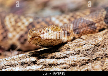 Northern Copperhead, Agkistrodon contortrix  is a venomous pit viper found in Eastern North America Stock Photo
