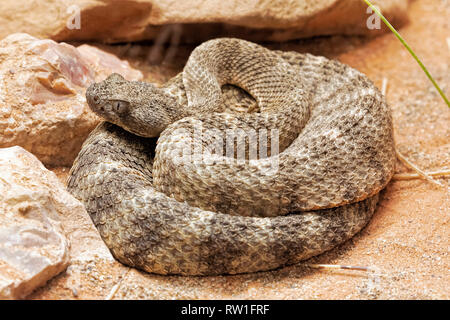 Desert tiger snake hi-res stock photography and images - Alamy