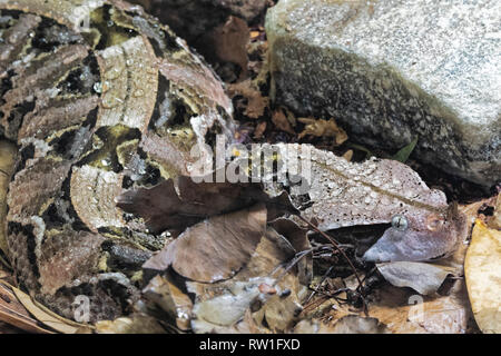 Gaboon Viper  Bitis gobonica is native to the rainforests and savannas of sub-Saharan Africa in West Central Africa Stock Photo