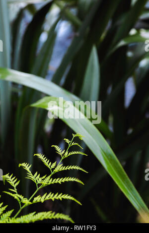 Little bright green fern in view, with blurred background, New Zealand.
