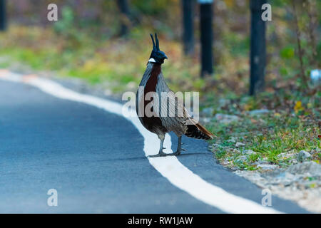 Koklass Pheasant, Pucrasia macrolopha, Kedarnath Wildlife Sanctuary, Chopta, Uttarakhand, India. Stock Photo