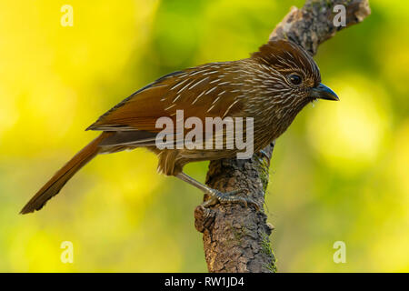 Striated laughingthrush, Garrulax striatus, Sattal, Nainital Uttarakhand, India. Stock Photo