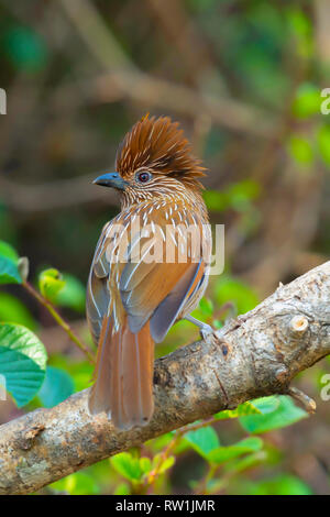 Striated laughingthrush, Garrulax striatus, Sattal, Nainital Uttarakhand, India. Stock Photo