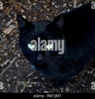 Black domestic cat looking at camera, Felis catus Stock Photo