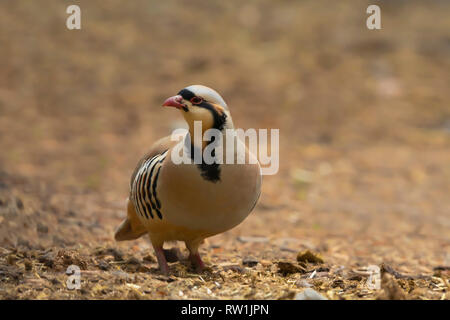 Chukar partridge, Alectoris chukar, Hemis National Park, Leh Ladakh, Jammu and Kashmir, India. Stock Photo