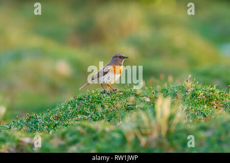 Robin accentor, Prunella rubeculoides, Leh Ladakh, Jammu and Kashmir, India. Stock Photo