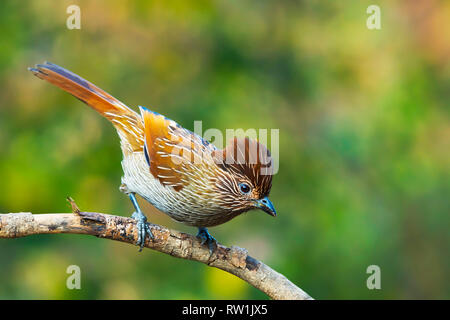 Striated laughingthrush, Garrulax striatus, Sattal, Nainital Uttarakhand, India. Stock Photo