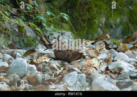 Eurasian woodcock, Scolopax rusticola, Chaffi, Nainital, Uttarakhand, India. Stock Photo