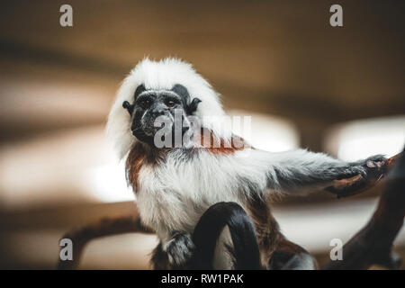 Dusky Leaf Monkey is sitting on a tree in a zoo in austria Stock Photo