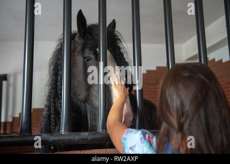 Woman pets nose of large draft horse in stable, Kutno,  Łódź Voivodeship, Poland Stock Photo