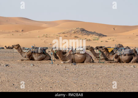 Resting Camels in the Dry Desert of Merzouga, Morocco Sahara Desert - Erg Chabbi dunes Stock Photo