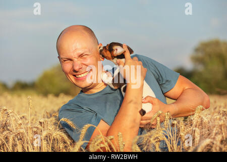 Young man in wheat field, afternoon light, holding Jack Russell terrier puppy on hands, moving head away, making a grimace, because dog is licking and Stock Photo