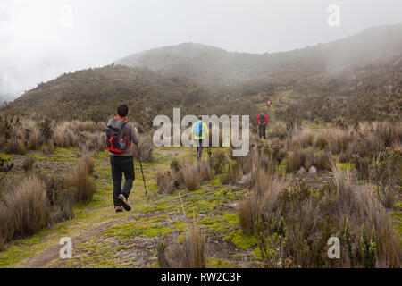 Group of climbers walk through the Andean paramo towards Rumiñahui Stock Photo