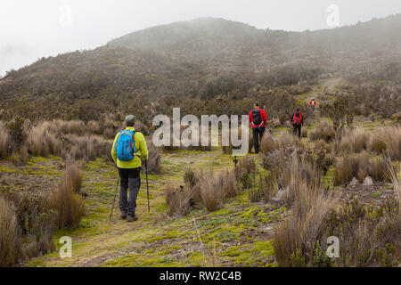 Group of climbers walk through the Andean paramo towards Rumiñahui Stock Photo