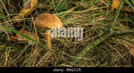 Birch bolete (Leccinum scabrum) mushroom growing in forest grass. Stock Photo