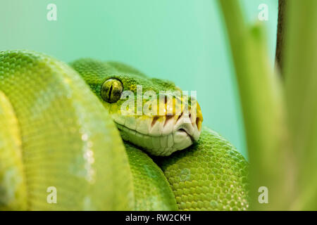 Green Tree Python, Chondropython viridis is native to New Guinea, islands in Indonesia, and Cape York Peninsula in Australia Stock Photo