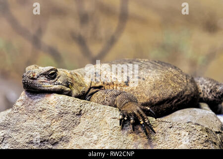 Chuckwalla,  Sauromalus ater are found primarily in arid regions of the southwestern United States and northern Mexico Stock Photo