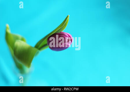 Isolated purple tulip, selective focus, free copy space, blue background Stock Photo