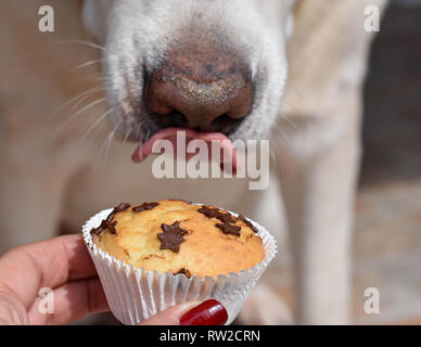 Dog Labrador retriever trying to lick delicious vanilla muffin from woman hand/ Conceptual image of trust and friendship Stock Photo