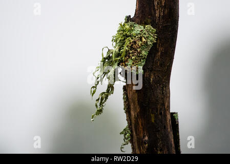 Lichen blowing in the breeze on a misty and rainy morning in the Natal Midlands, South Africa. Stock Photo