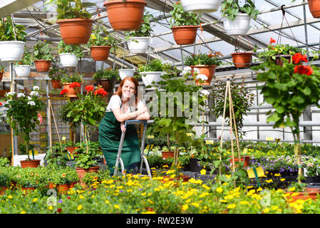 Woman working in a nursery - Greenhouse with colourful flowers Stock Photo