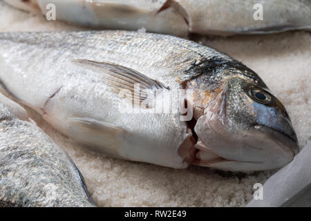 Gilthead breams cooked in salt. Baked fish (doradas). Stock Photo