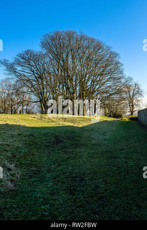GROUP OF BEECH TREES IN WINTER Stock Photo