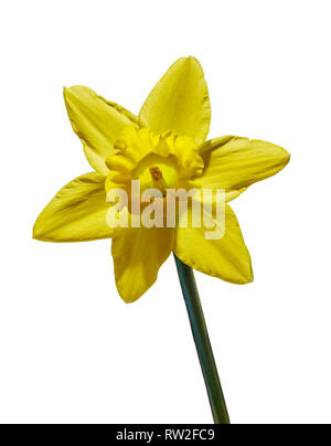 SINGLE DAFFODIL FLOWER ON CLEAR BACKGROUND. Stock Photo