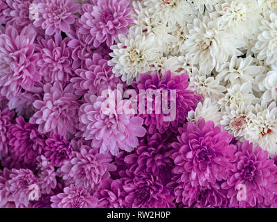blossom mix, white, purple, pink, motley dahlia flowers as background Stock Photo