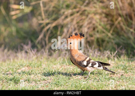 African Hoopoe (Upupa africana) on grass, Western Cape, South Africa in summer. Close up at sunset on river bank Stock Photo