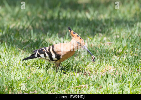 African Hoopoe (Upupa africana) on grass, Western Cape, South Africa in summer. With prey, a cutworm, in its beak Stock Photo