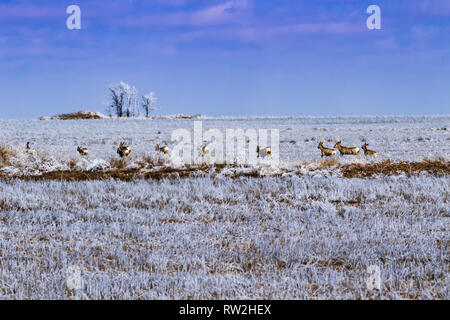 A herd of Mule Deer run across a frosted open field located in Scott City , Kansas 2019 Stock Photo