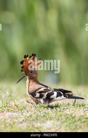 African Hoopoe (Upupa africana) on grass, Western Cape, South Africa in summer. Crest raised , alarmed Stock Photo