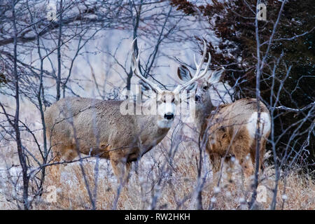 Mule Deer in the woodlands of Scott City, Kansas 2019 Stock Photo