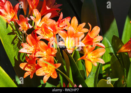 Vivid orange spring flowering Clivia miniata, bush lily, Natal lily, indigenous to South Africa. Close up on flowers and long green strap-like leaves Stock Photo