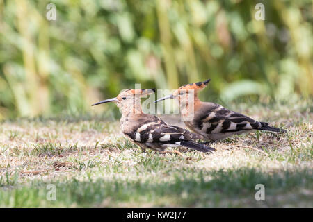 African Hoopoe (Upupa africana) on grass, Western Cape, South Africa in summer. Pair on banks of Breede River Stock Photo