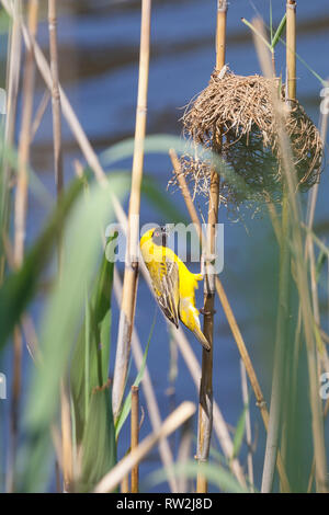 Southern masked Weaver breeding male ( Ploceus velatus) breaking up an old nest on the Breede River, Western Cape, South Africa  in spring Stock Photo