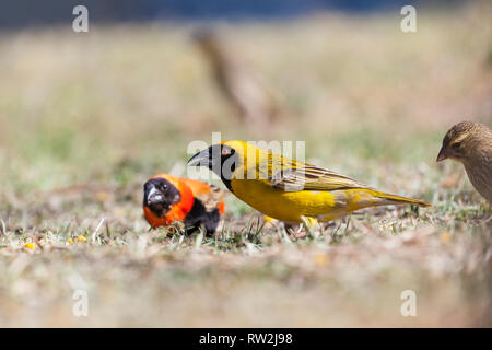 Breeding male Southern Masked Weaver foraging seeds on grass with female weaver and Southern Red Bishop breeding male  in spring, low angle close up Stock Photo