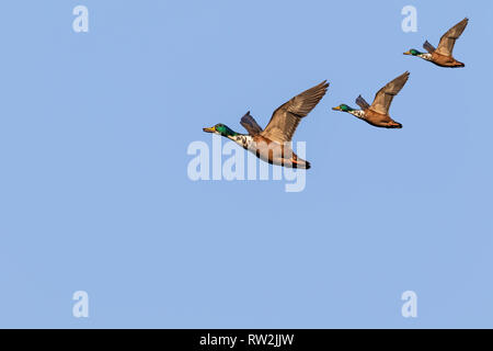 flying mallard ducks Stock Photo