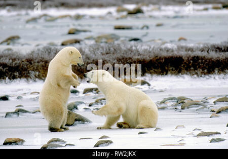 Polar bears (Ursus maritimus) playfighting near Churchill Manitoba CAN Stock Photo