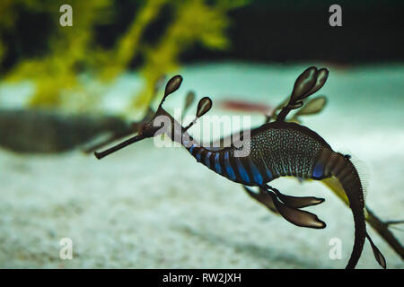 A beautiful seadragon, underwater wildlife Stock Photo