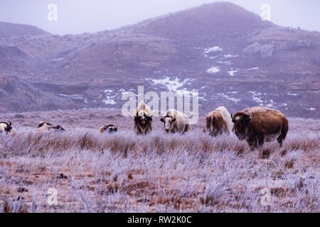 A herd of American Bison in a open field covered in frost and snow on a very cold February day in Scott City, Kansas 2019 Stock Photo